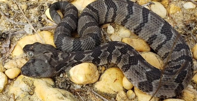 To σπάνιο φίδι με τα δύο κεφάλια που βρέθηκε στις ΗΠΑ — ΣΚΑΪ (www.skai.gr)